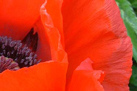 poppy4