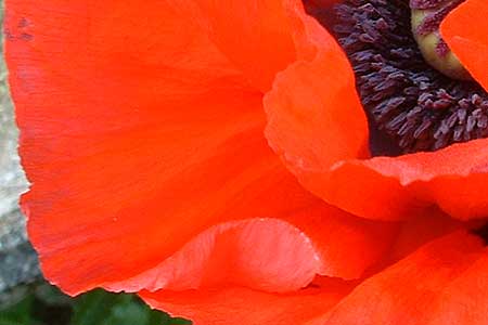 poppy5