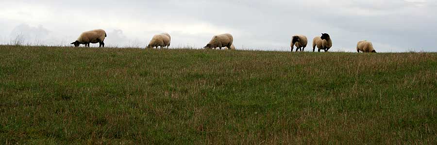 sheep on skyline