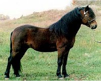 A pure-bred Dartmoor Pony