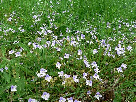 forget me nots