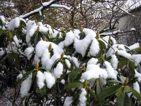 Snow on bush