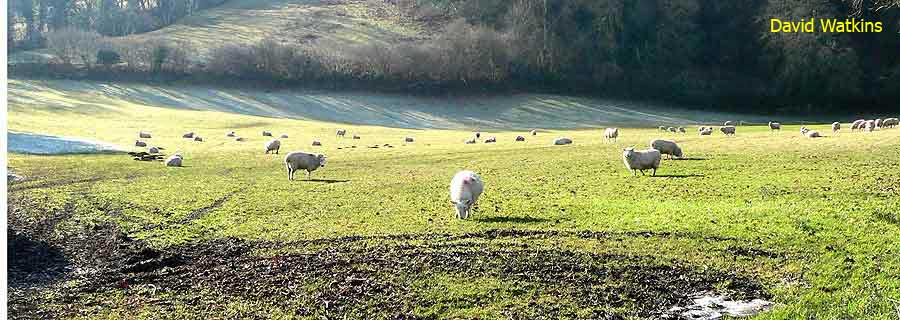 Muddy green pastures