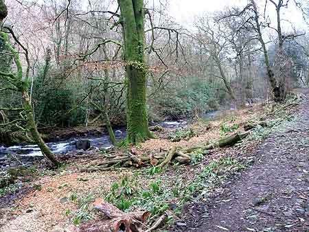 The Taw riverside walk