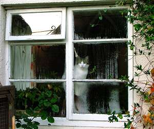 Cat in window