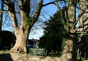 Trees in churchyard