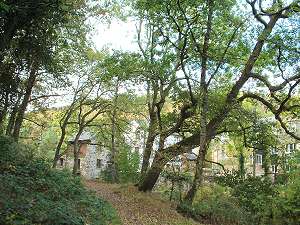 Wood by the leat