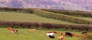 Cows graze in front of Cosdon