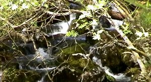 The stream from Shilley Pool