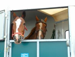 Waiting to be saddled