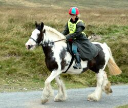 A Coloured Horse on the Fun Ride
