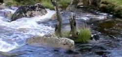 A Tree growing in the River Taw