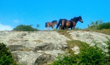 Ponies on the moor