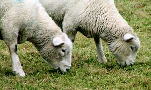 sheep grazing