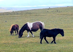 Dartmoor Hil ponies grazing