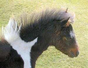 Dartmoor Hill pony foal