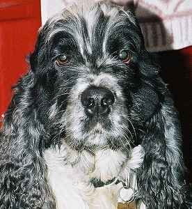 The horrib;e dog
