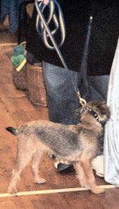 A canine visitor