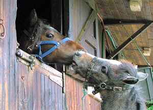 Give us a kiss