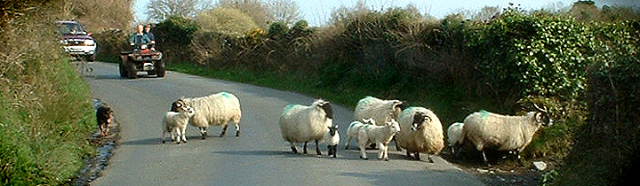 sheep on road