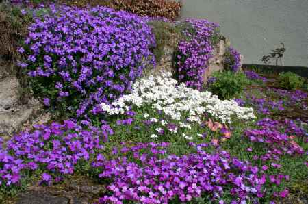 wall cover flowers
