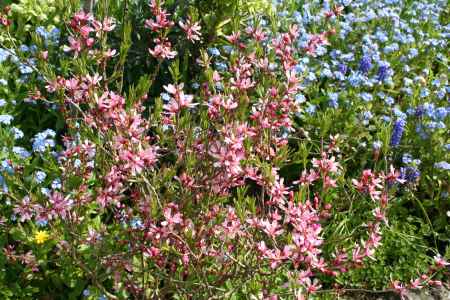 pink flower on blue