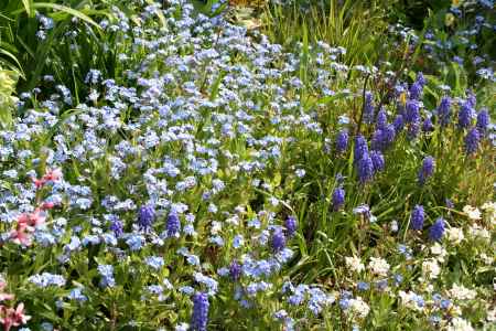 forget me not and hyacinth
