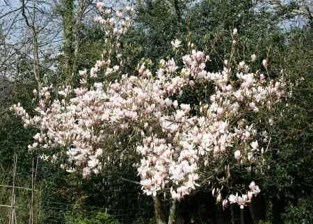magnolia