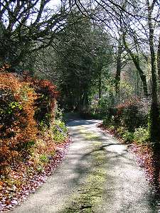 Leafy lane