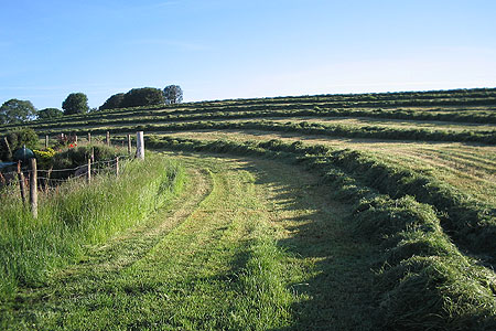 Silage cut field