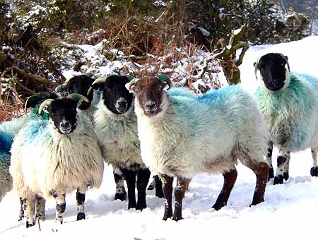 sheep with blue markings