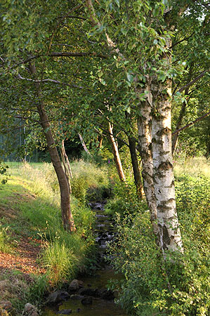 silver birches