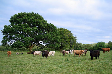 Field of cattle