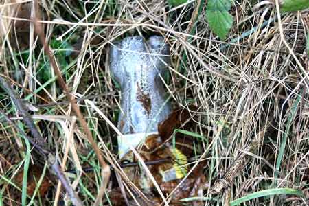 plastic bottle