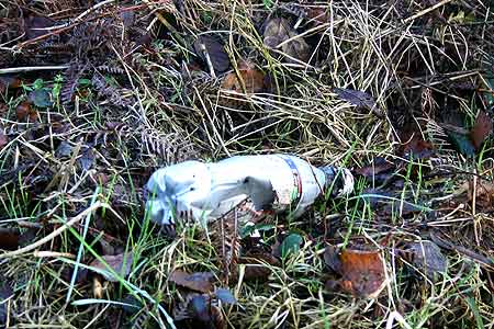 plastic bottle