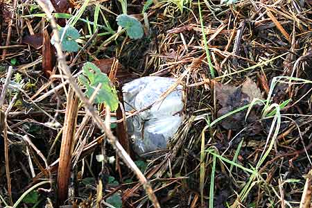 plastic bottle