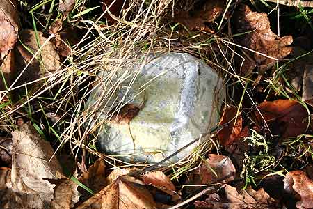 plastic bottle