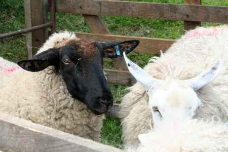 Sheep brought by Clifford White