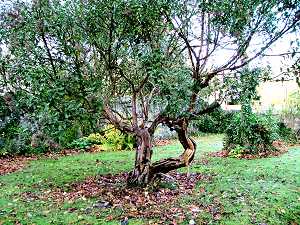 Twisted tree