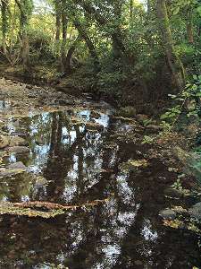 Tree reflections
