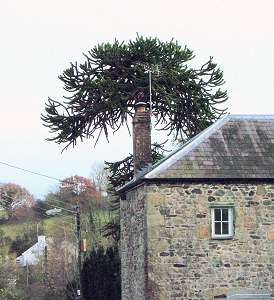 Tall tree