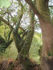 Tree trunks