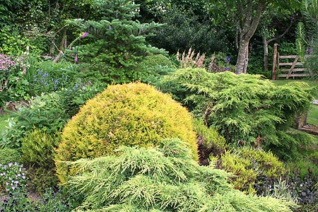 trees and shrubs