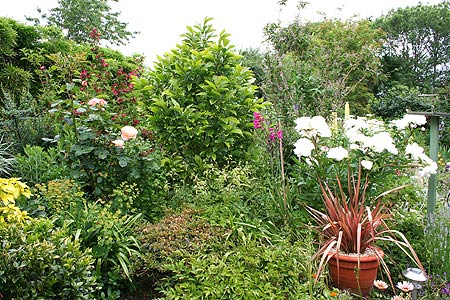 trees, shrubs & flowers