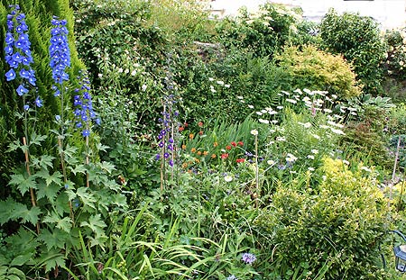 delphiniums and border