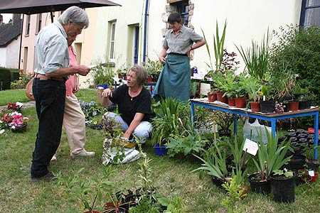 plants for sale