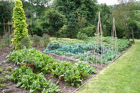 vegetables and hops