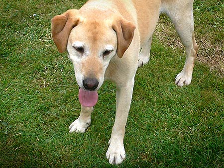 Sue's labrador