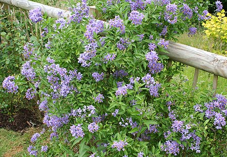 flowering shrub