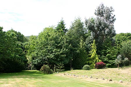 across the grass to the trees